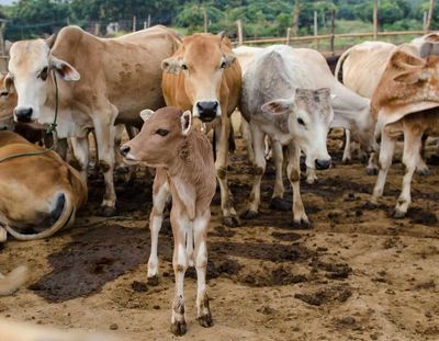 Cattle Retreating on Thursday After New LOC Highs on Wednesday
