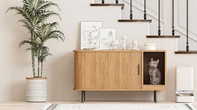 How to hide the litter box: 10 stylish and smell-free ideas