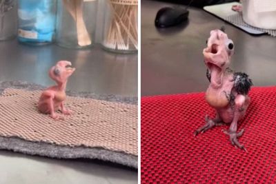 “Any heavy metal bands looking for a vocalist?”: Hear baby cockatoos find their voice