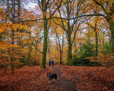 Britain’s forests need help to adapt to the changing climate