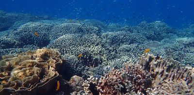 The beauty of coral reefs is key to their survival – so we came up with a way to measure it