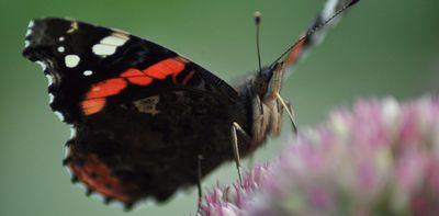 Why the UK’s butterflies are booming in 2025