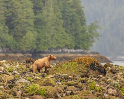 Shooting of bear that swam to Canadian island frustrates First Nations