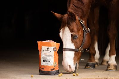 Kelcie's Horse Treats Champions Thoughtful Innovation to Meet Equine Wellness