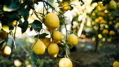 When and how to prune a lemon tree – expert tips to keep it in shape and maximize citrus fruit production