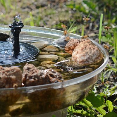 I made a bee hydration station for my garden – and it's the easiest way to help pollinators in a heatwave