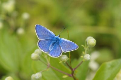 Public urged to join butterfly count in ‘rescue mission’ for declining insects