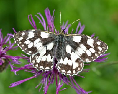Britons urged to count butterfly numbers amid hopes of ‘outstanding’ summer