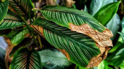 You can save heat-damaged plants with coconut sugar — here's how