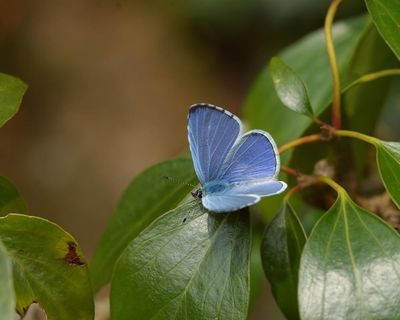 Share your pictures of summer butterfly sightings