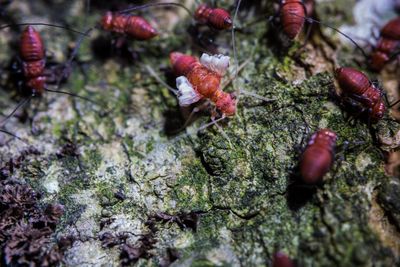 5 Bugs in Your Garden That Could Be Destroying Your Home’s Foundation