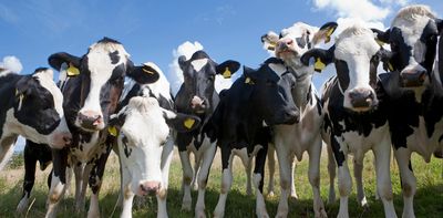 Bluetongue outbreak endangers UK livestock – what you need to know about the virus
