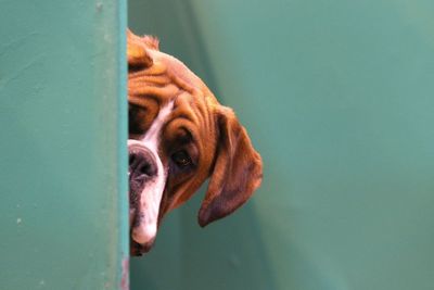 Would you date an AI version of your pet? Shocking number of animal owners would