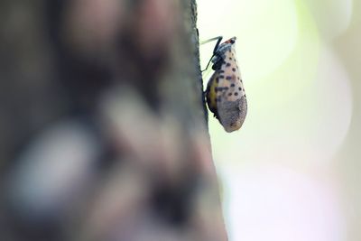 Dogs might be the key to getting rid of pesky spotted lanternflies before they even become a problem