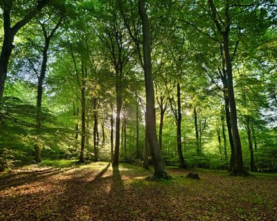 The Guardian view on the cultural life of trees: we must protect our natural heritage
