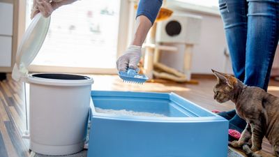 How often to change cat litter, according to a vet