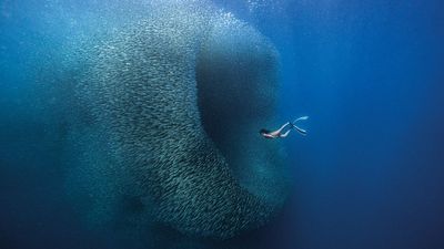 These spectacular moments can't be staged or replicated, shot on Sony A7 IV by the Nature Photographer of the Year