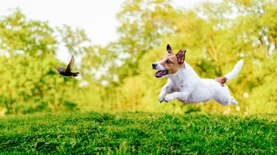 7 dog breeds with high prey drive