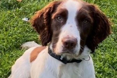 Police dog behind £250,000 criminal cash haul dies after collision