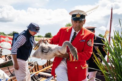 Swan numbers on River Thames show signs of recovery after years of decline, royal survey reveals