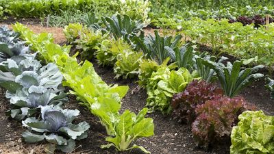 July is your last chance to sow these 7 vegetables – do it now for abundant fall harvests