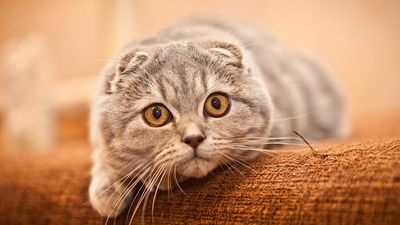 Scottish Folds are the lovable yet controversial cat breed that’s favored by Taylor Swift
