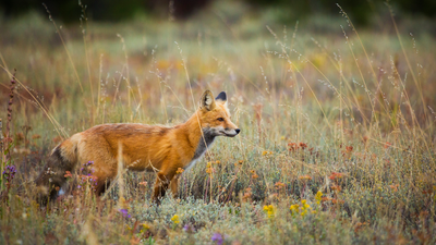 Zero fox given! National Park visitors urged to keep an eye on their footwear after furry thief pinched over 30 pairs of shoes in just three weeks