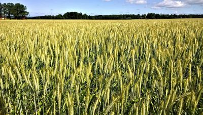 Wheat Closes the Week with Gains