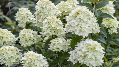 Best plants for living fences – 7 varieties to green up a bare boundary no matter the size or style of your yard