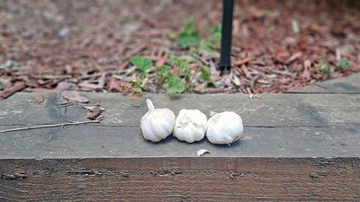 Gardeners urged to use garlic in their yards — experts share reasons why
