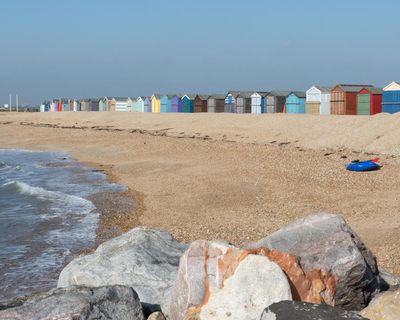 Country diary: A trio of butterflies mingle in the shingle