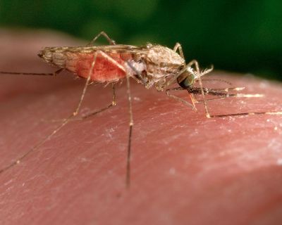 Malaria ‘back with a vengeance’ in Zimbabwe as number of deaths from the disease triple