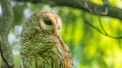 Swallowing mosquitoes while photographing owls handheld with a DSLR: "I knew I wouldn't have a chance as good as this any time soon"