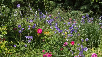 Your garden might be missing this one English cottage garden staple – how to grow bellflowers for blousy, romantic blooms
