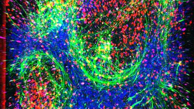 New pocket-size model of ALS 'breathes and flows like human tissue'