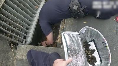 Police quack case of missing ducklings in storm drain