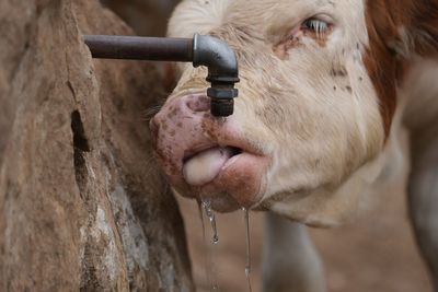 Water tanks replace springs on a Serbian mountain as drought endangers some 1,000 cows and horses