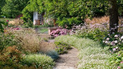 Have you heard of root aphids? They might be the hidden culprit behind your lacklustre plants – here's how to spot and get rid of this underground pest fast