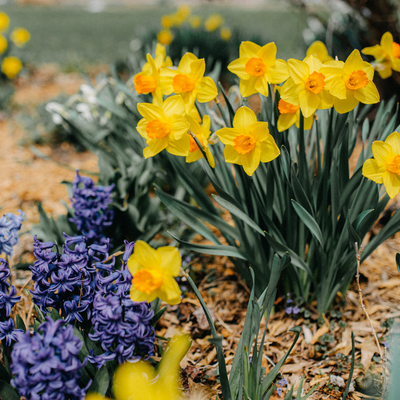 Experts reveal the one garden task that helps plants survive a hosepipe ban – and it could take just minutes to do