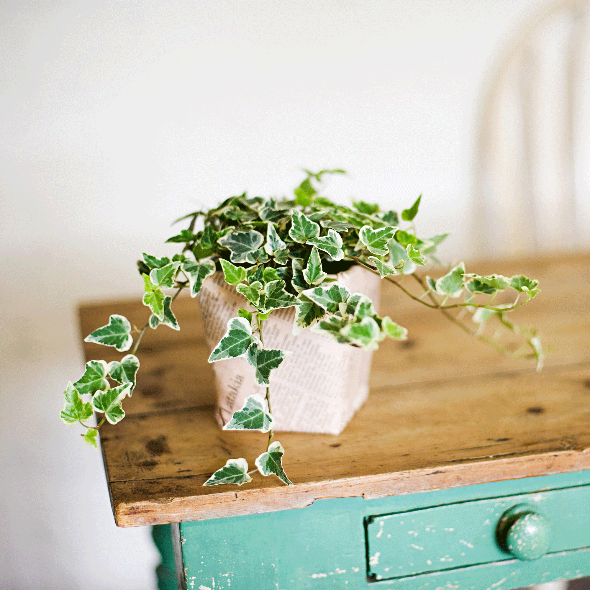 7 popular houseplants to avoid if you have kids or pets – these toxic plants could have disastrous consequences