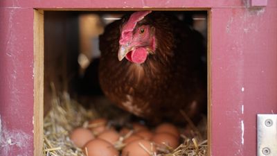 France hatches plan to boost egg production amid soaring demand