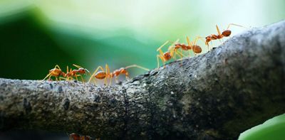 Hold up, humans. Ants figured out medicine, farming and engineering long before we did