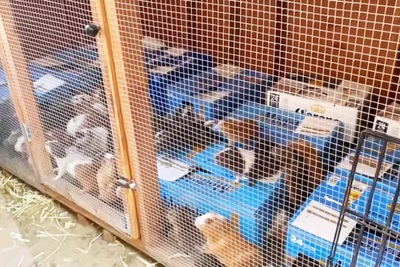 More than 400 guinea pigs found in hoarder’s Los Angeles home, says animal charity