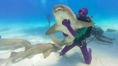 Shark Week kicks off on Discovery Channel tonight with three new specials