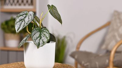 How to make your own philodendron potting mix – an easy recipe for these favorite tropical houseplants