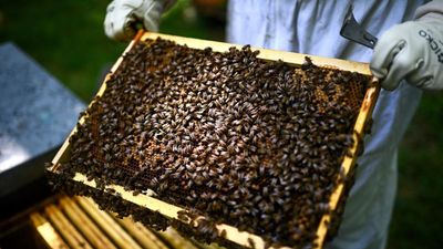 Petition for repeal of new French farming law passes 1 million signatures