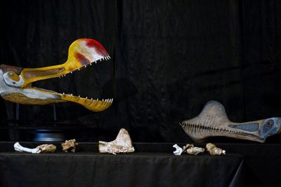 Chinese Pterosaur fossil sparks debate on what giant flying reptiles really ate