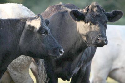 Bluetongue has been detected in England. Here’s what you should know