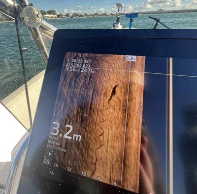 What a croc: the day a reptile was reportedly seen in Noosa … or was it?