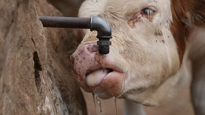 Emergency water deliveries begin on Serbian mountain as drought endangers some 1,000 cows and horses